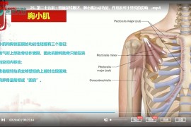 健衡学院解剖列车进入肌筋膜经线的世界徒手与动作治疗的肌筋膜经线视频课程40集百度云网盘下载学习