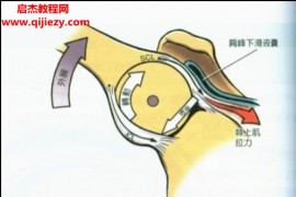 三合至道肩峰撞击综合征治疗视频课程7集百度云网盘下载学习