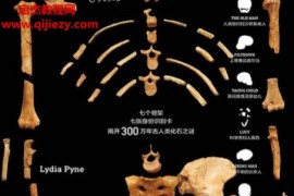 (美)莉迪亚派恩著七个骨架电子书pdfmobiepub格式百度网盘下载学习